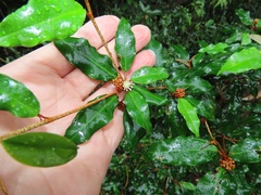 Croton pseudopulchellus