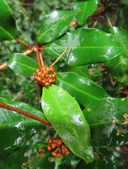 Croton pseudopulchellus