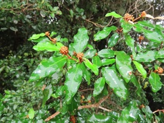 Croton pseudopulchellus