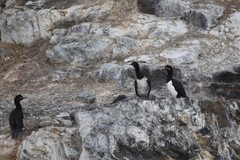 Leucocarbo magellanicus