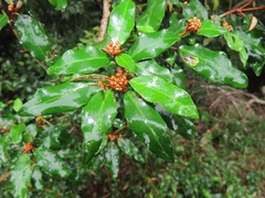 Croton pseudopulchellus