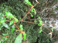 Croton pseudopulchellus