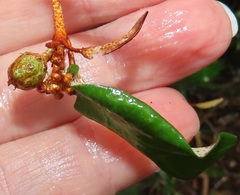 Croton pseudopulchellus