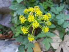 Arracacia atropurpurea