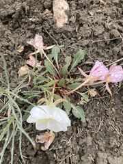 Oenothera cespitosa cespitosa