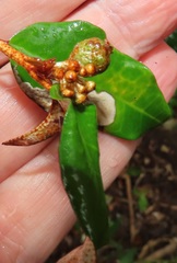 Croton pseudopulchellus