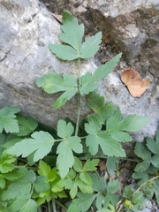 Arracacia atropurpurea
