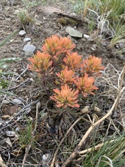 Castilleja angustifolia