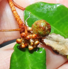 Croton pseudopulchellus