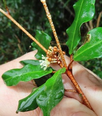 Croton pseudopulchellus