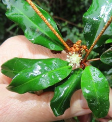 Croton pseudopulchellus