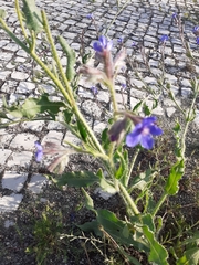 Anchusa azurea