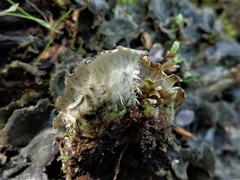 Peltigera ponojensis