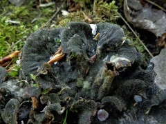 Peltigera ponojensis
