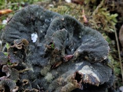 Peltigera ponojensis