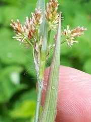 Luzula multiflora multiflora