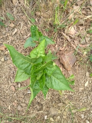 Mirabilis jalapa