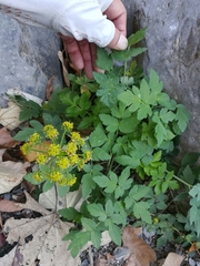 Arracacia atropurpurea