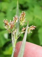 Luzula multiflora multiflora