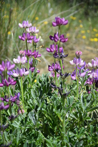 Image of Lupinus hispanicus by (c) Caroli, some rights reserved (CC BY)