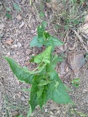 Mirabilis jalapa