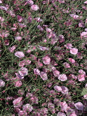 Convolvulus dorycnium