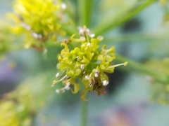 Arracacia atropurpurea
