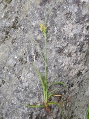 Luzula multiflora multiflora