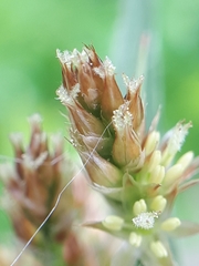 Luzula multiflora multiflora