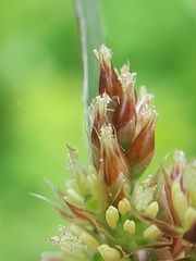 Luzula multiflora multiflora