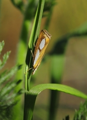 Catoptria conchella