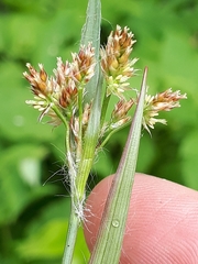 Luzula multiflora multiflora