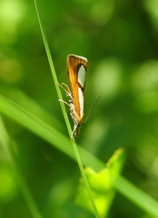 Catoptria conchella