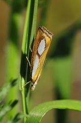 Catoptria conchella