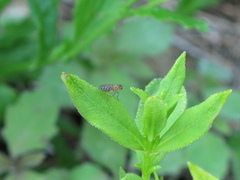 Poecilographa decora