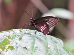 Parides neophilus eurybates