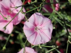 Convolvulus dorycnium