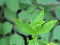 Poecilographa decora
