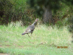 Meleagris gallopavo merriami