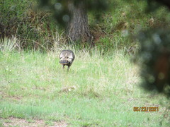 Meleagris gallopavo merriami