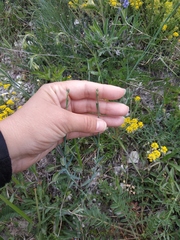 Dianthus marschallii