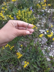 Dianthus marschallii