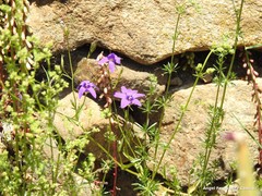 Campanula matritensis