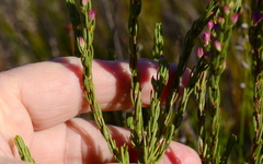 Erica filipendula