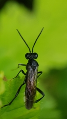 Macrophya annulata