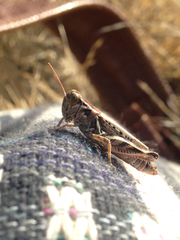 Melanoplus devastator