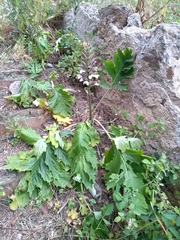 Acanthus mollis