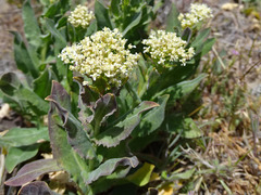 Lepidium appelianum
