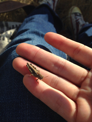 Melanoplus devastator