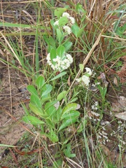 Gymnosporia markwardii